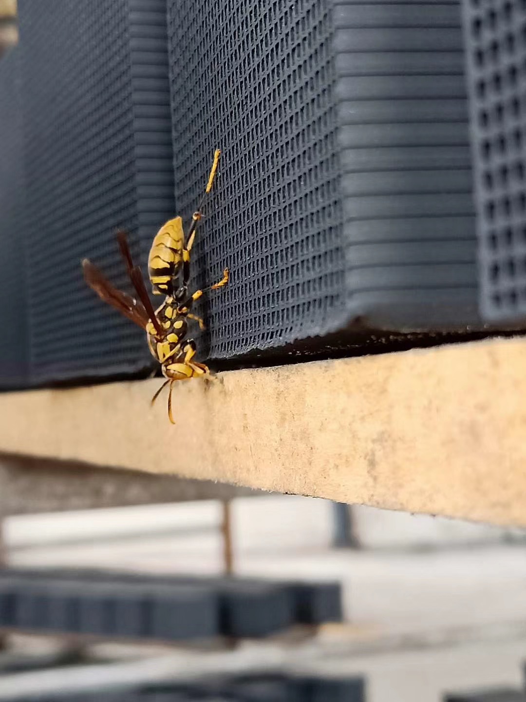 ��C����̿���۷�Ĺ���